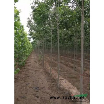 8公分国槐价格 7公分国槐价格 2017报价