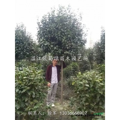 国槐30公分供应/国槐30公分图片