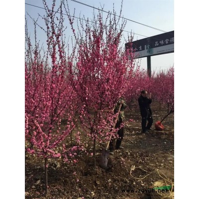 火炬树-香花槐-国槐，一律批发价