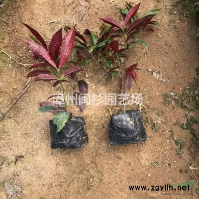 福建台湾栾树 移植苗地苗规格*大量供应