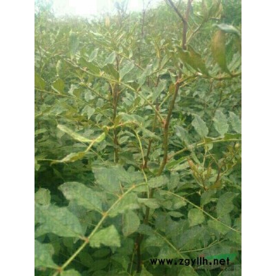 大叶女贞红叶李国槐法桐柳树栾树白腊等
