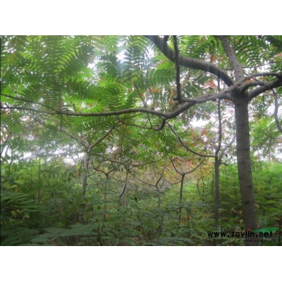 国槐供应   国槐*新价格   国槐图片及*新信息