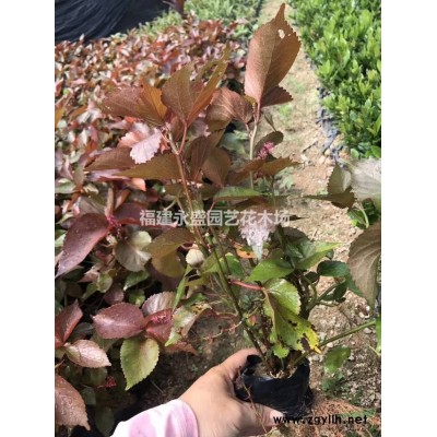 台湾栾树永盛园艺百亩园林基地直销规格*低价供应