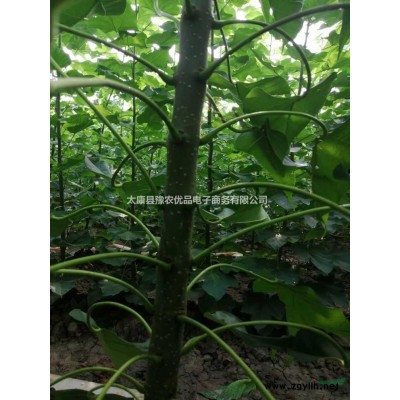 12公分栾树价格 13公分栾树价格 14公分栾树报价行情