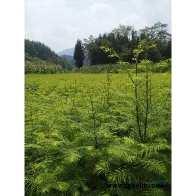 基地直销各种规格的水杉苗,柳杉苗,山桐子及栾树苗。