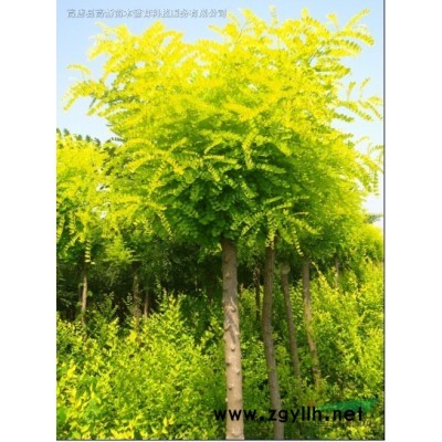 金叶国槐山东省聊城市高唐县开发区