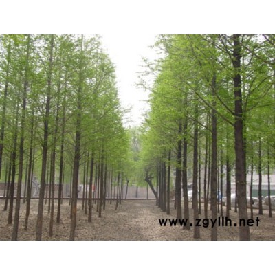 大量蓝果树、桂花、紫薇、红叶李、黄山栾树、七叶树