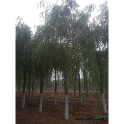 出售各种规格；皂角 国槐 刺槐 五角枫，油松，白皮松