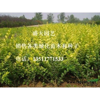 河南桧柏、国槐、栾树、合欢、青桐、白腊