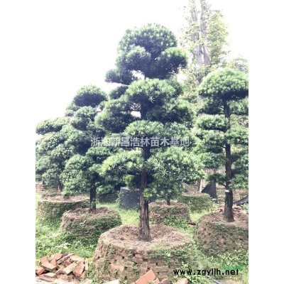 浙江供应大规格玉兰，无患子，黄山栾树等规格15-30公分