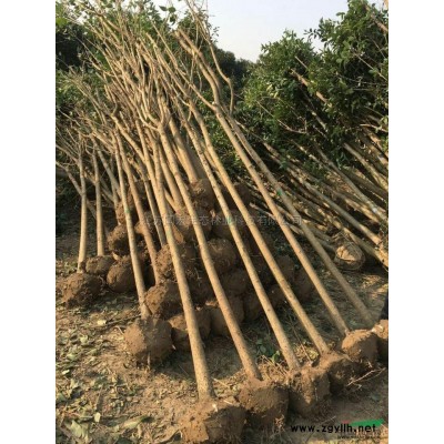 优质特价12公分栾树产地直销