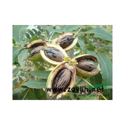 国槐报价/江苏国槐报价