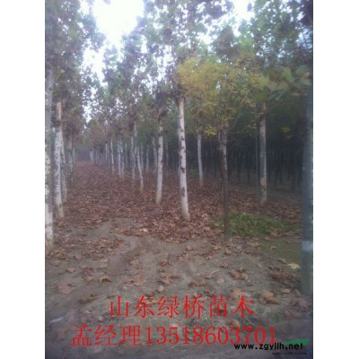 8公分裸根截杆国槐价格