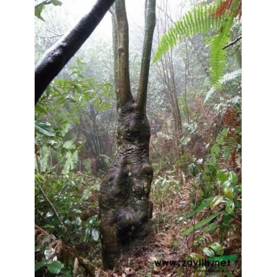 大量供2-5公分泡桐.香樟.栾树.喜树、重阳木、无患子及种子