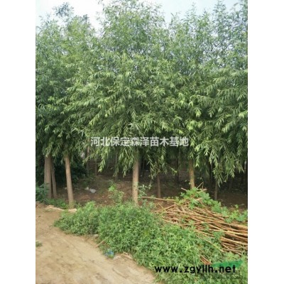 8公分栾树9公分栾树10公分栾树点击查看