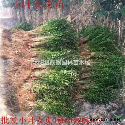 江苏雪松树产地 雪松5米高多少钱