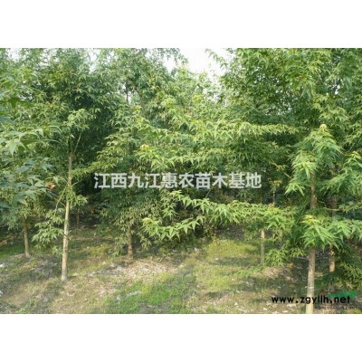 苗圃里的栾树，栾树哪有的卖，栾树价格信息和图片