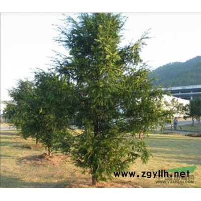 重庆雪松苗/雪松小苗价格/雪松杯苗