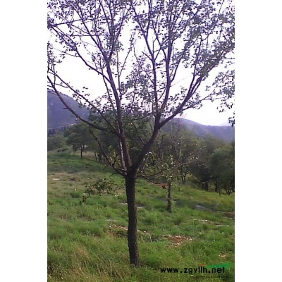 长期出售各种规格国槐