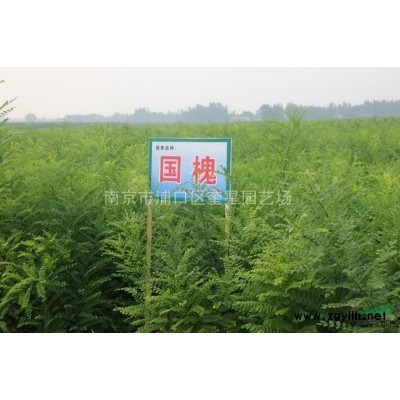 供应国槐小苗 江苏南京国槐小苗供应 国槐小苗现在价格