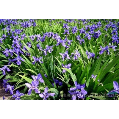 大量供应国槐种子