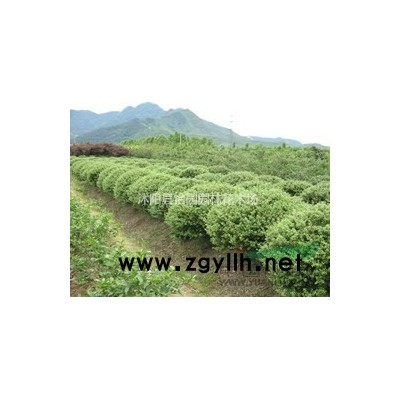 批发雪松,籽播雪松，一*苗，二*苗，雪松基地