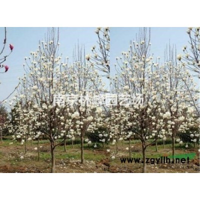 栾树苗木价格表，栾树价格报价参考