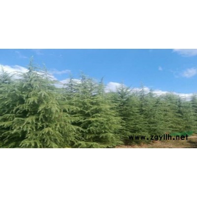 低价出售东北雪松2米到3米厂家直销一手货源