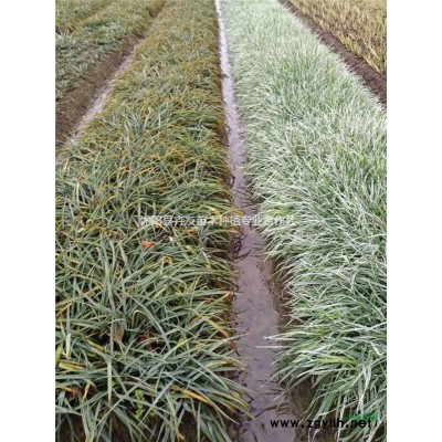 雪松 雪松小苗 雪松价格