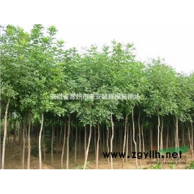 栾树小苗