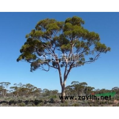 代购各种规格白蜡 速生白蜡 竹柳 国槐