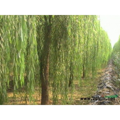 半冠截杆9公分国槐价格 6公分国槐装车价格