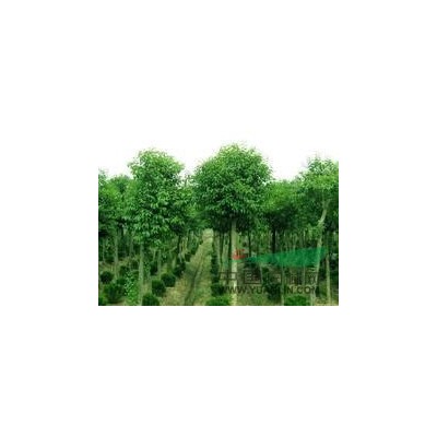 栾树报价，栾树价格，栾树上车价格，栾树价格市场直销。图1