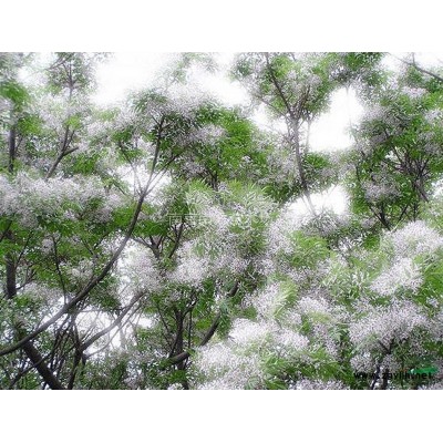 栾树报价，栾树价格，栾树上车价格，栾树价格市场直销。图3
