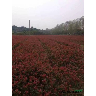 江西深山含笑，九江深山含笑种子，九江专供批售雪松