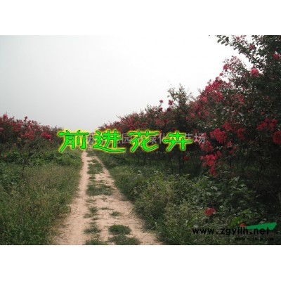 雪松、龙柏、铺地柏