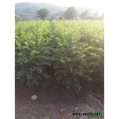 江西，黄山栾树，大小规格特供。