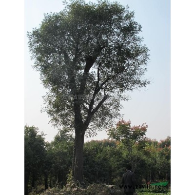 栾树2行情报价\栾树2图片展示