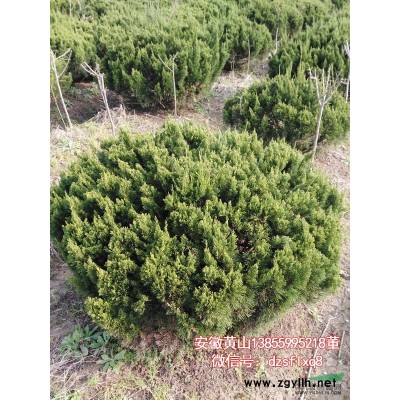 黄山栾树 灯笼树 南栾（米3-12cm）安徽黄山 苗圃货源