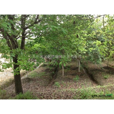 江苏苏州出售栾树