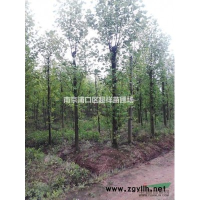 雪松工程苗_南京雪松基地