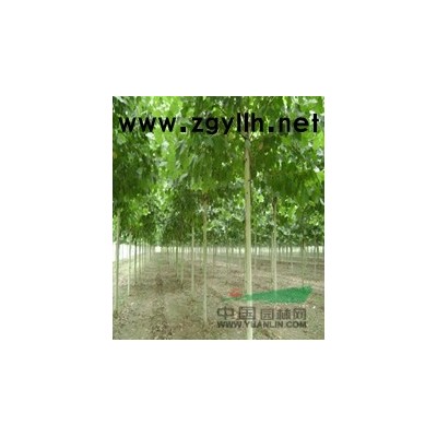 栾树*新价格/栾树报价