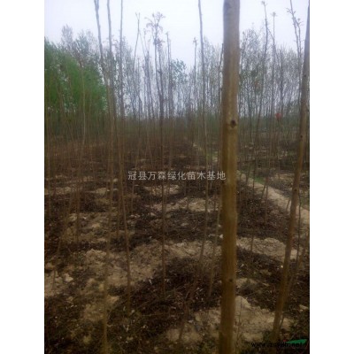 山东冠县金叶榆、速柳树、垂柳、栾树、合欢优质苗，