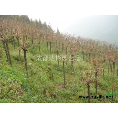 各规格栾树（摇钱树）