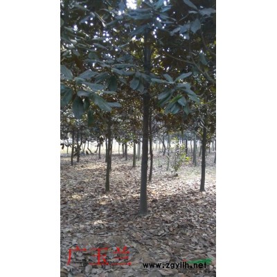 栾树*新价格/栾树报价