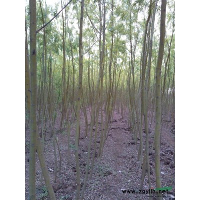 3公分栾树，5公分栾树，栾树报价