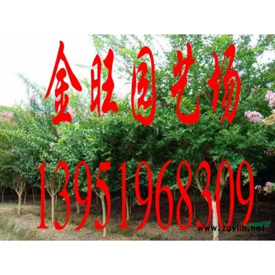 南京5米雪松价格，2016雪松报价行情