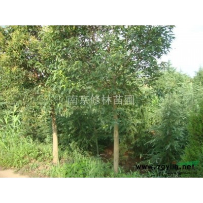 江苏供应2-20栾树*新报价/供应2-20栾树图片