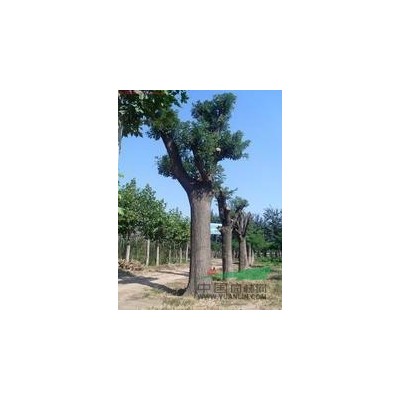 嘉祥广通绿化苗木速生国槐法桐白蜡合欢皂角栾树