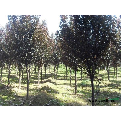 国槐、法桐、栾树、紫薇、紫叶李、海棠、牡丹、芍药等各种绿化苗